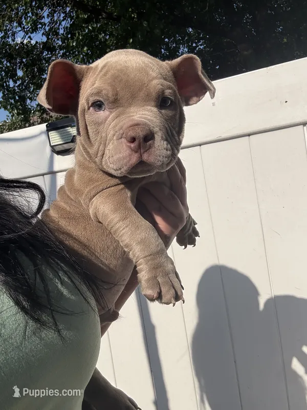 Blaze  – American Bully puppy for sale in Philadelphia, PA