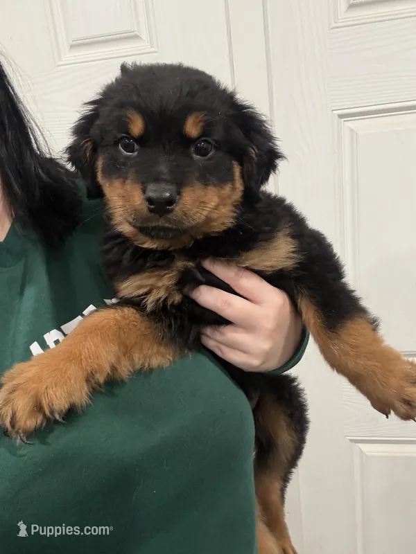 River  – Rottweiler puppy for sale in Philadelphia, PA