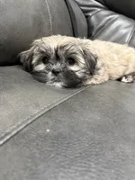 Lassy, a female Shih Tzu for sale in Philadelphia, PA – 3 of 4