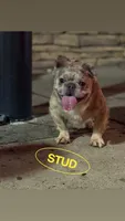 Jalexiiii, a female French Bulldog for sale in Philadelphia, PA – 2 of 4