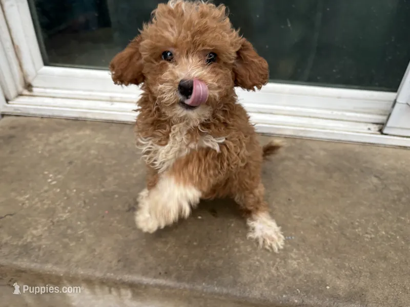 Lisette – Poodle - Miniature  puppy for sale in Philadelphia, PA