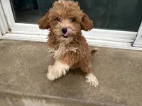 Lisette, a female Poodle - Toy  for sale in Philadelphia, PA – 1 of 5