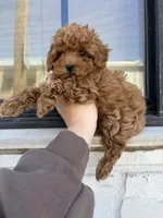 Maximo, a male Poodle - Miniature  for sale in Philadelphia, PA – Photo 2 of 2