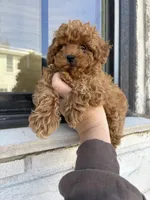 Maximo, a male Poodle - Miniature  for sale in Philadelphia, PA – Photo 1 of 2