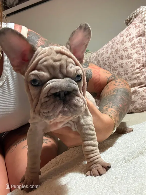 Merle nancy – French Bulldog puppy for sale in Philadelphia, PA