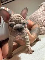 Merle nancy, a female French Bulldog for sale in Philadelphia, PA – 1 of 4