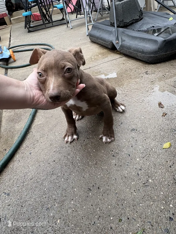 Runtsy – American Pit Bull Terrier puppy for sale in Philadelphia, PA