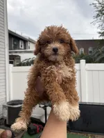 Lisette, a female Poodle - Toy  for sale in Philadelphia, PA – 2 of 5