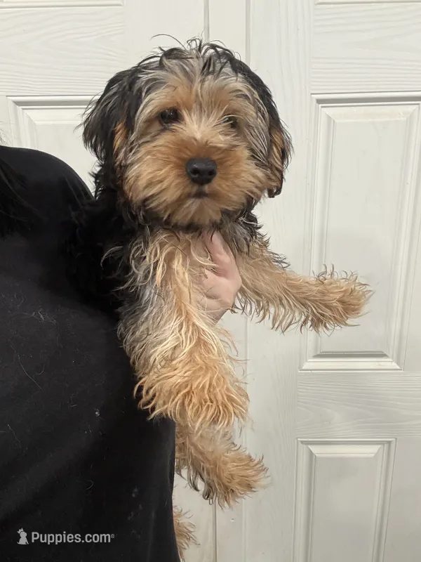 Julie – Yorkshire Terrier puppy for sale in Philadelphia, PA