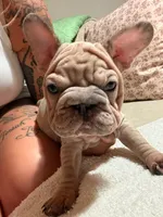 Merle nancy, a female French Bulldog for sale in Philadelphia, PA – 2 of 4