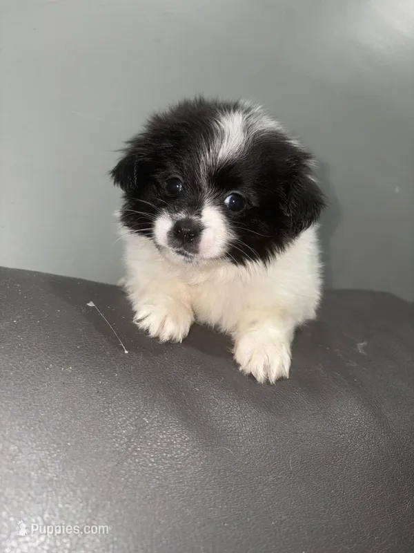 Liam  – Jack Russell Terrier, Shih Tzu puppy for sale in Philadelphia, PA