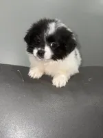 Liam , a male Jack Russell Terrier and Shih Tzu for sale in Philadelphia, PA – Photo 2 of 3