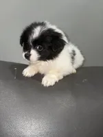 Liam , a male Jack Russell Terrier and Shih Tzu for sale in Philadelphia, PA – Photo 3 of 3