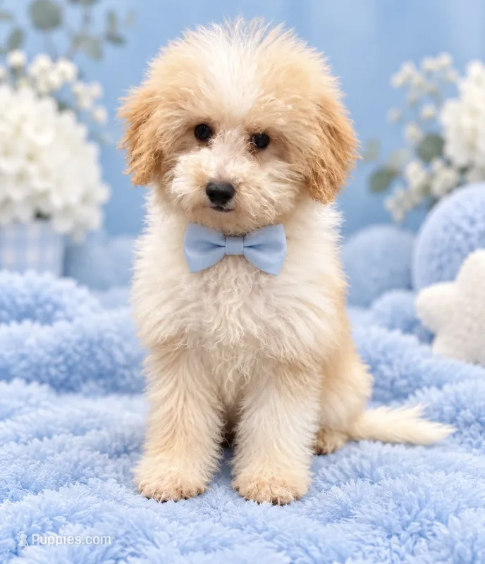 Tommy  – Poodle - Miniature  puppy for sale in Philadelphia, PA