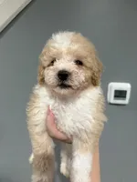 Tommy , a male Poodle - Miniature  for sale in Philadelphia, PA – 2 of 4