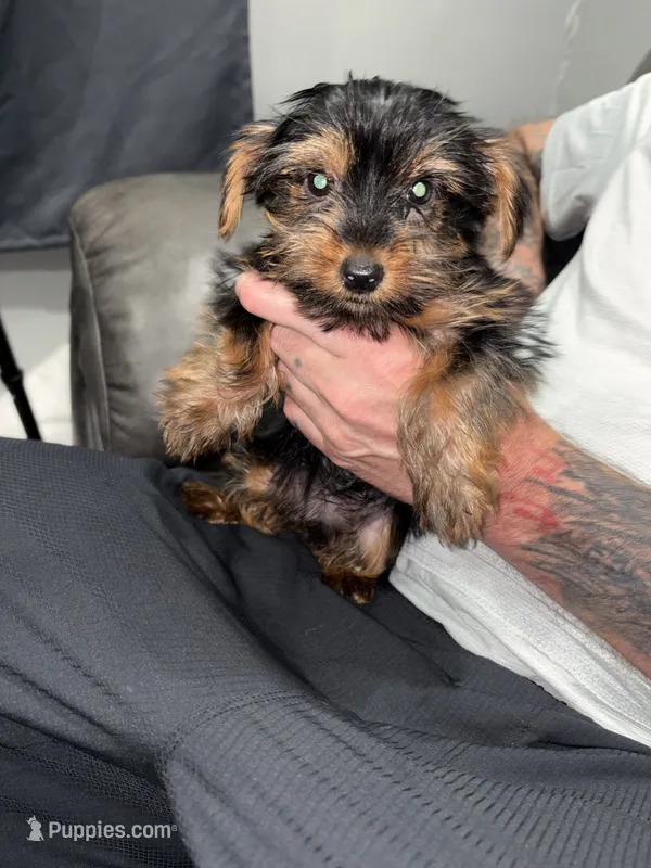 Daisy  – Yorkshire Terrier puppy for sale in Philadelphia, PA
