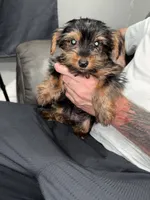 Daisy , a female Yorkshire Terrier for sale in Philadelphia, PA – 1 of 1