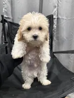 Cody, a male Shihpoo for sale in Philadelphia, PA – 2 of 2