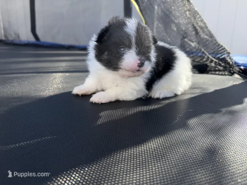 Panda – Pomeranian puppy for sale in Philadelphia, PA