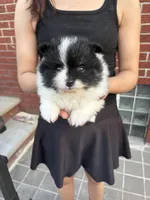 Panda tcup, a male Pomeranian for sale in Philadelphia, PA – 4 of 7