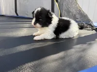 Panda, a male Pomeranian for sale in Philadelphia, PA – Photo 2 of 6