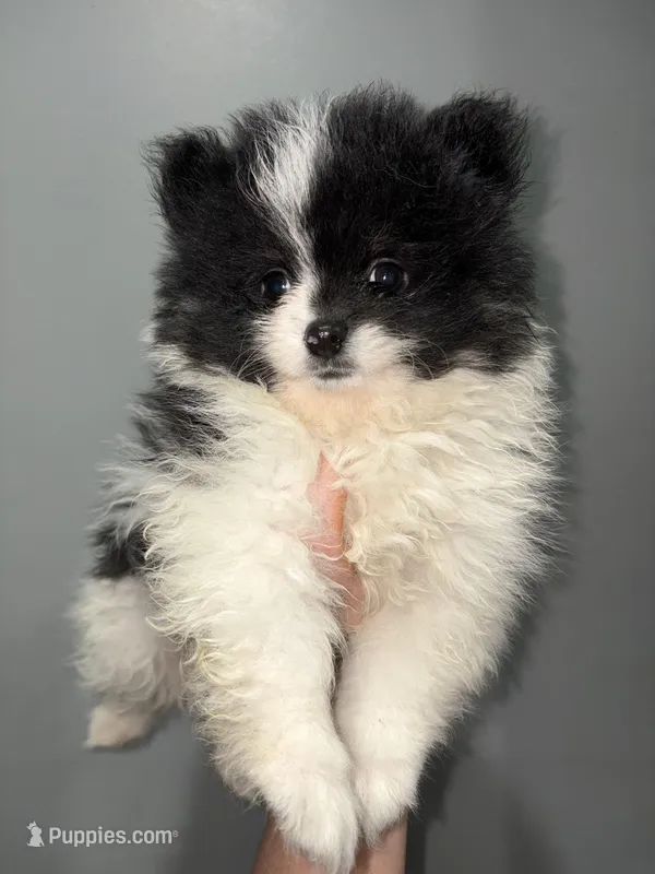 Panda tcup – Pomeranian puppy for sale in Philadelphia, PA