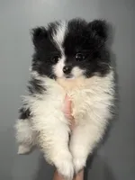 Panda tcup, a male Pomeranian for sale in Philadelphia, PA – 1 of 7