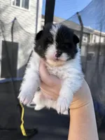 Panda, a male Pomeranian for sale in Philadelphia, PA – Photo 4 of 6