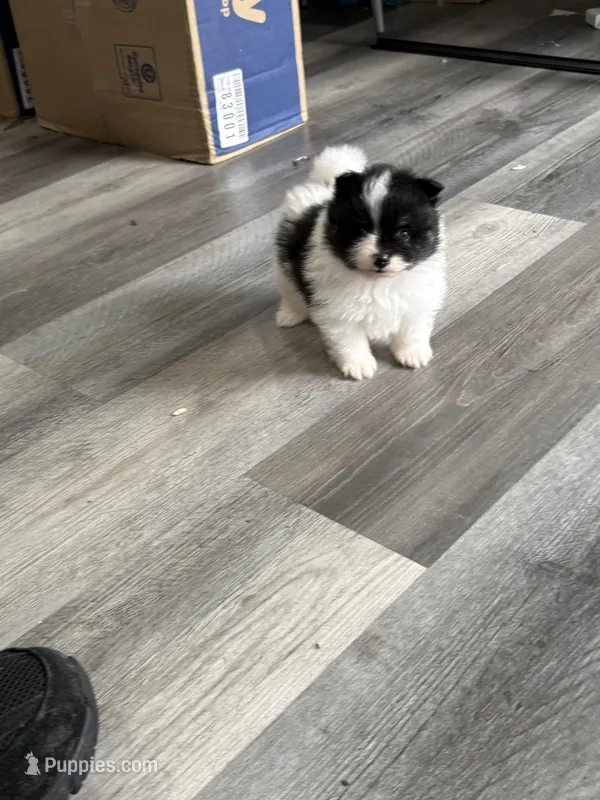 Panda – Pomeranian puppy for sale in Philadelphia, PA