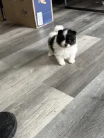 Panda tcup, a male Pomeranian for sale in Philadelphia, PA – 5 of 7
