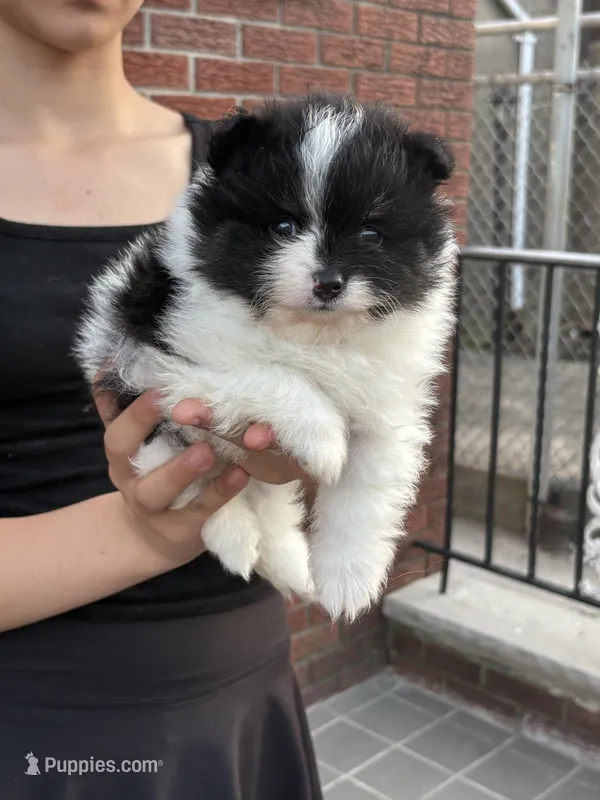 Panda – Pomeranian puppy for sale in Philadelphia, PA