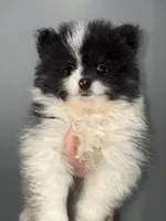Panda tcup, a male Pomeranian for sale in Philadelphia, PA – 2 of 7