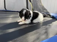 Panda, a male Pomeranian for sale in Philadelphia, PA – Photo 3 of 6