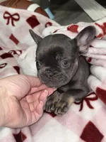 Viola, a female French Bulldog for sale in Philadelphia, PA – Photo 4 of 5