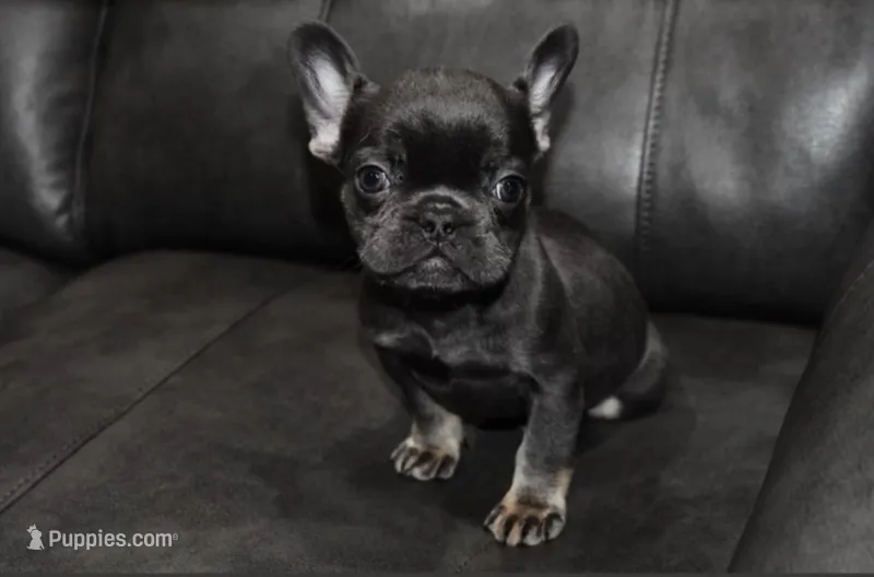 Viola – French Bulldog puppy for sale in Philadelphia, PA