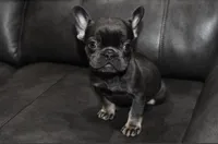 Viola, a female French Bulldog for sale in Philadelphia, PA – Photo 1 of 5