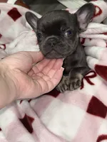 Viola, a female French Bulldog for sale in Philadelphia, PA – Photo 3 of 5