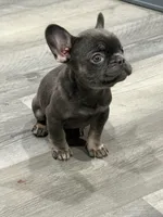 Viola, a female French Bulldog for sale in Philadelphia, PA – Photo 5 of 5