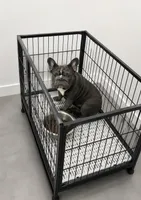 Ropeabella, a female French Bulldog for sale in Philadelphia, PA – 3 of 9