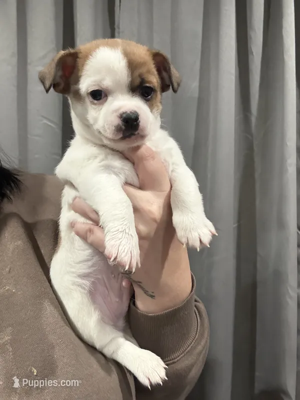 Jax – Jack Russell Terrier, Chihuahua puppy for sale in Philadelphia, PA