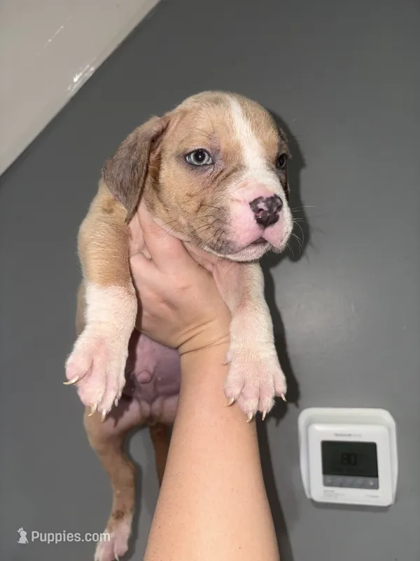Merle Marley  – American Bully puppy for sale in Philadelphia, PA