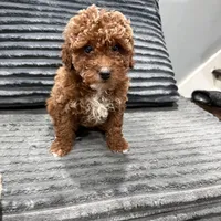 Cashpoo , a male Poodle - Toy  for sale in Philadelphia, PA – Photo 3 of 3