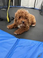 Cashpoo , a male Poodle - Toy  for sale in Philadelphia, PA – Photo 2 of 3