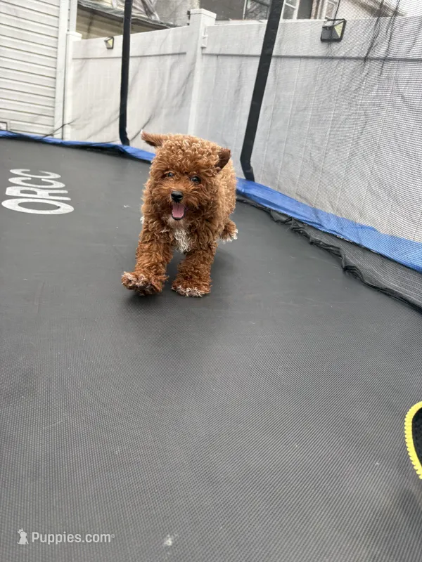Cashpoo  – Poodle - Toy  puppy for sale in Philadelphia, PA