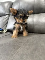 Rora, a female Yorkshire Terrier for sale in Philadelphia, PA – 2 of 3