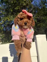 Candy, a female Poodle - Toy  for sale in Philadelphia, PA – 3 of 5