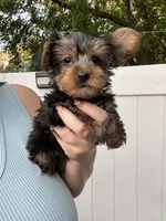 Rorer, a male Yorkshire Terrier for sale in Philadelphia, PA – 2 of 4