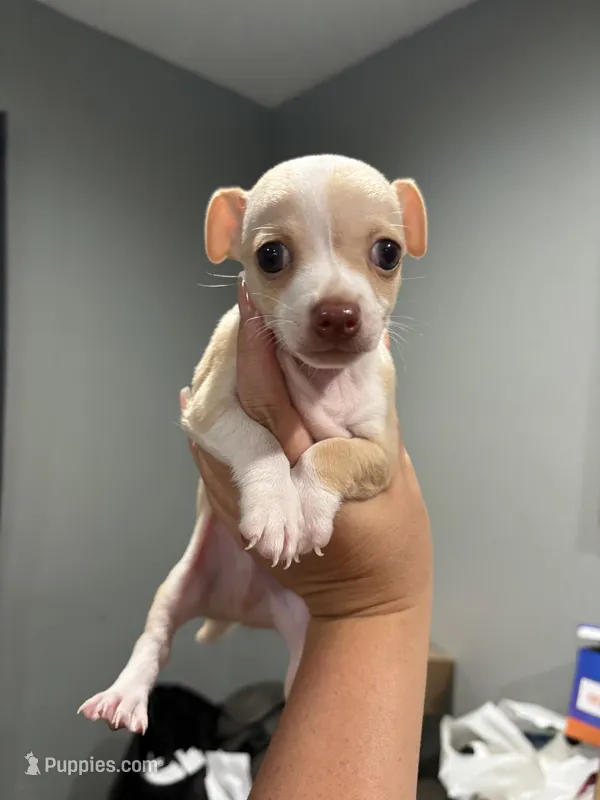 Tino – Chihuahua puppy for sale in Philadelphia, PA