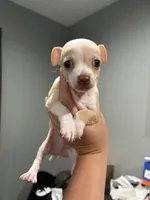 Tino, a male Chihuahua for sale in Philadelphia, PA – 1 of 4