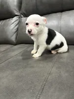 Betsy , a female Pembroke Welsh Corgi and Chihuahua for sale in Philadelphia, PA – 2 of 4